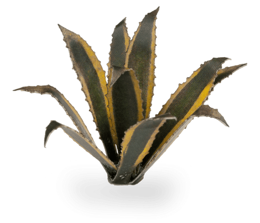 Agave Laser Plant